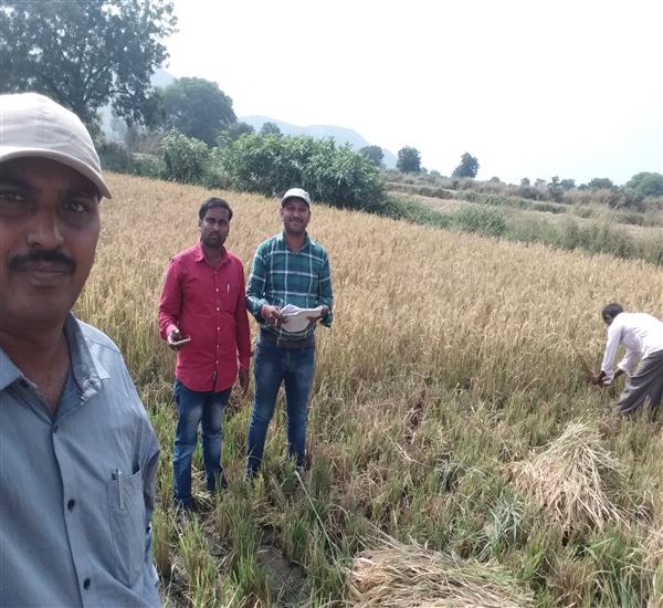 Peddapalli District - Peddapalle Division                                                                                                                                                                                                                  - Crop Cutting Expts.,                                                                                                                                   - Attended PMFBY Paddy supervision at Ranapur Village of Palakurthy Mandal                                                                                                                                                                                        - dt.16/12/2019          